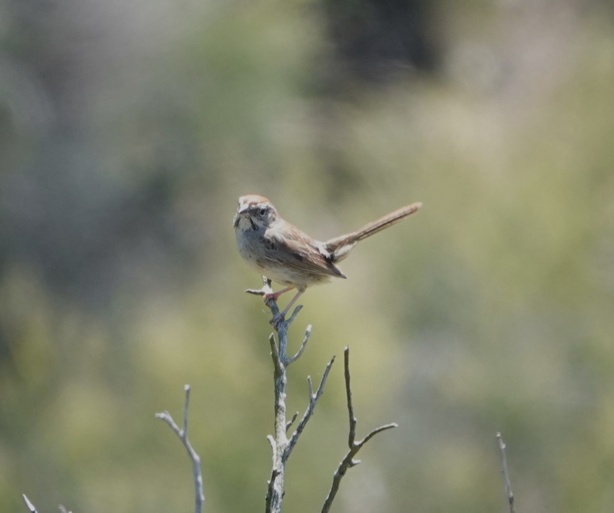 Rufous-crowned Sparrow - Sylvia Afable