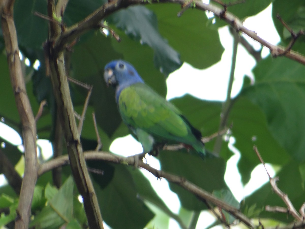 Blue-headed Parrot - Cristian Meneses