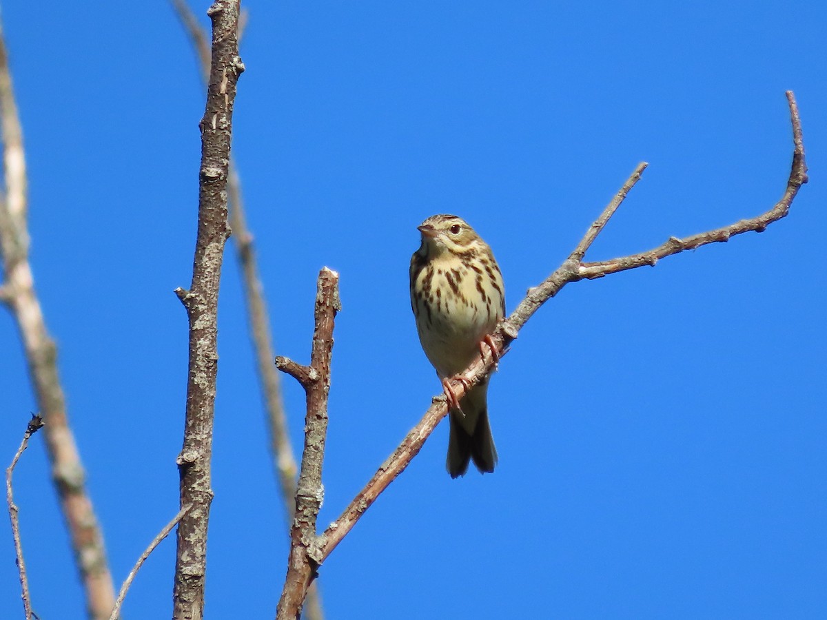 Tree Pipit - Clemente Álvarez Usategui