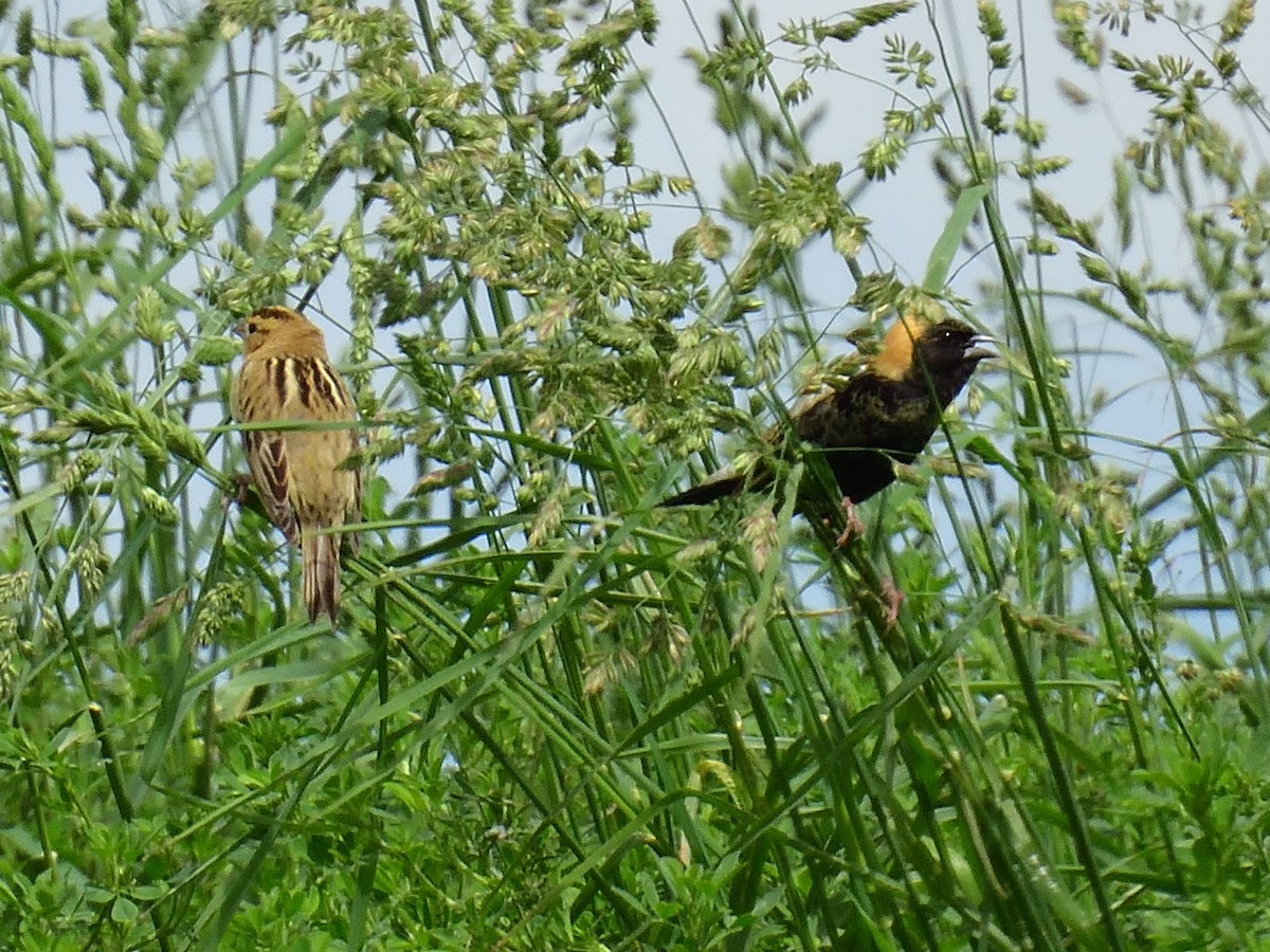 Bobolink - ML618847106