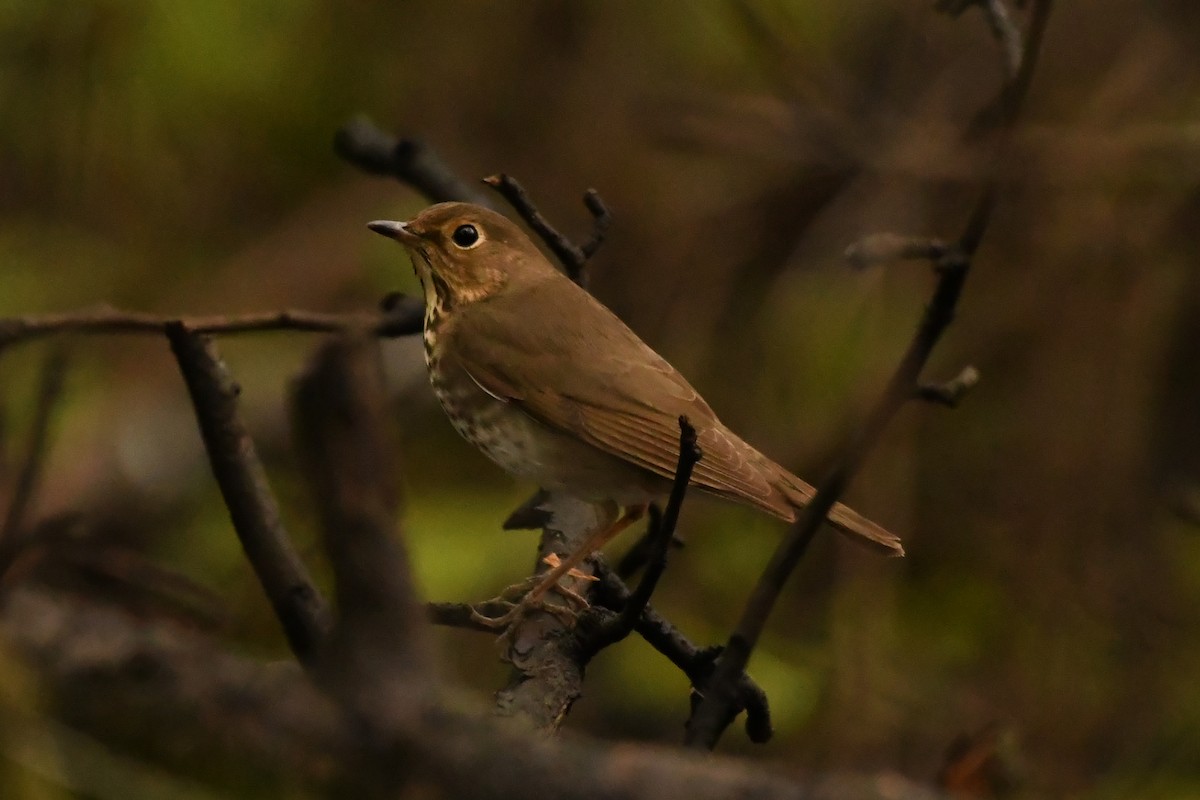 Swainson's Thrush - Penguin Iceberg