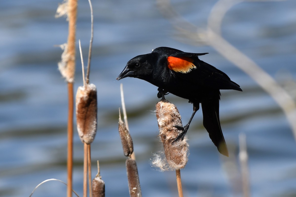 Red-winged Blackbird - Ausilia Piperni