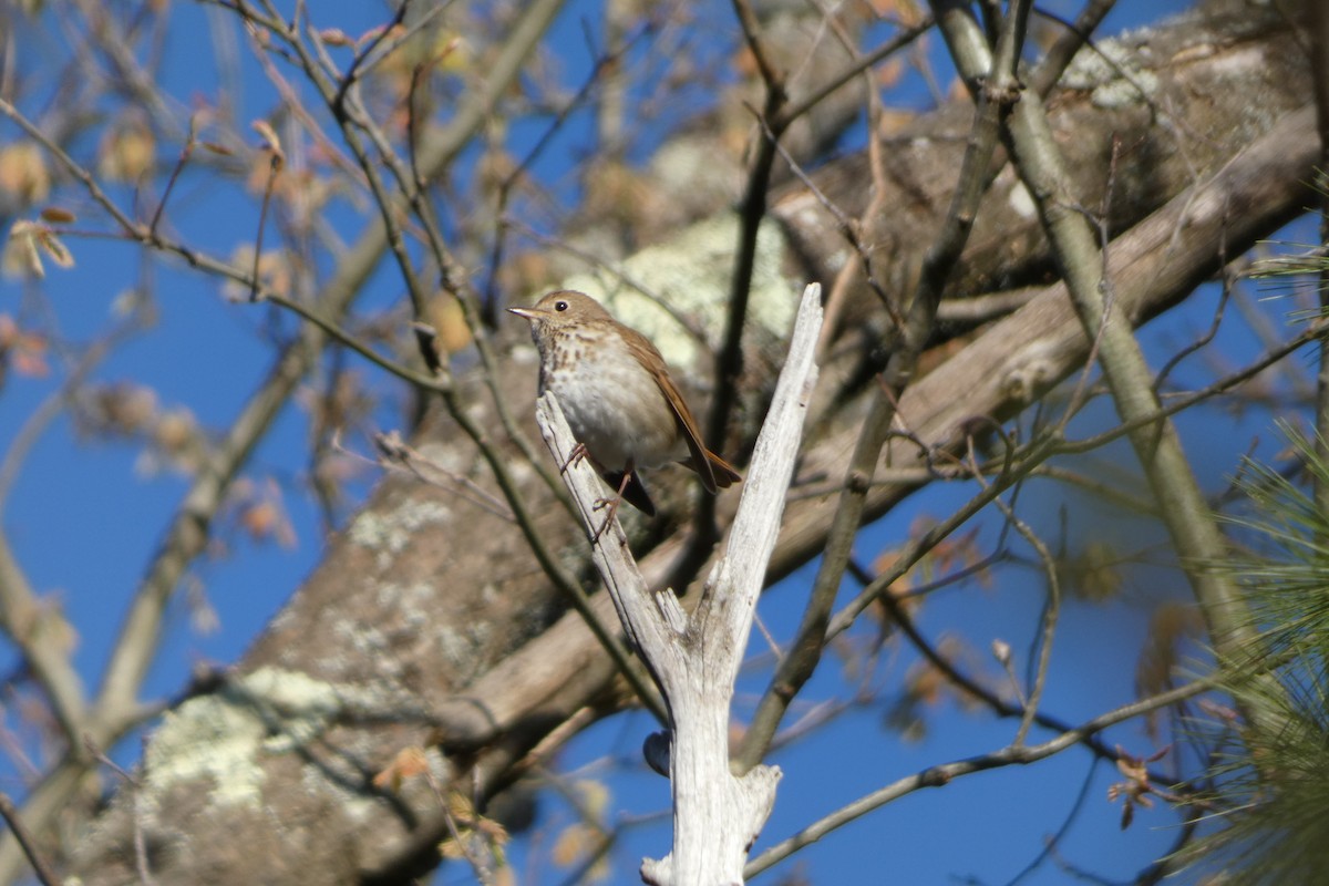 Hermit Thrush - Joseph Mahoney