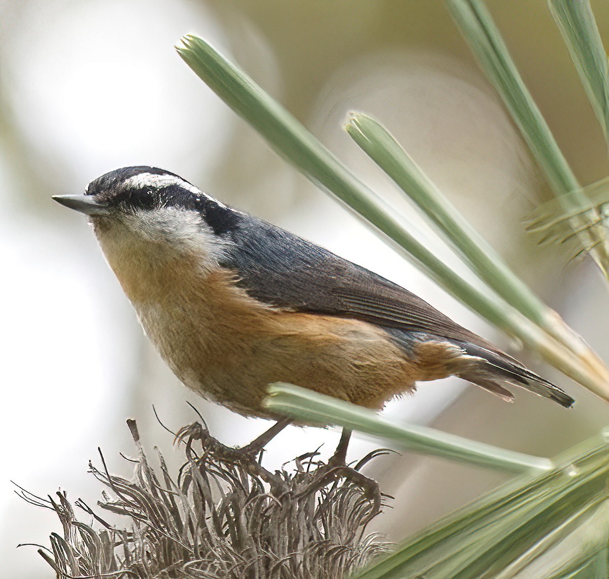 Red-breasted Nuthatch - DAB DAB