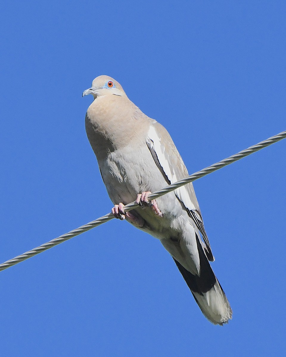 White-winged Dove - Ted Wolff