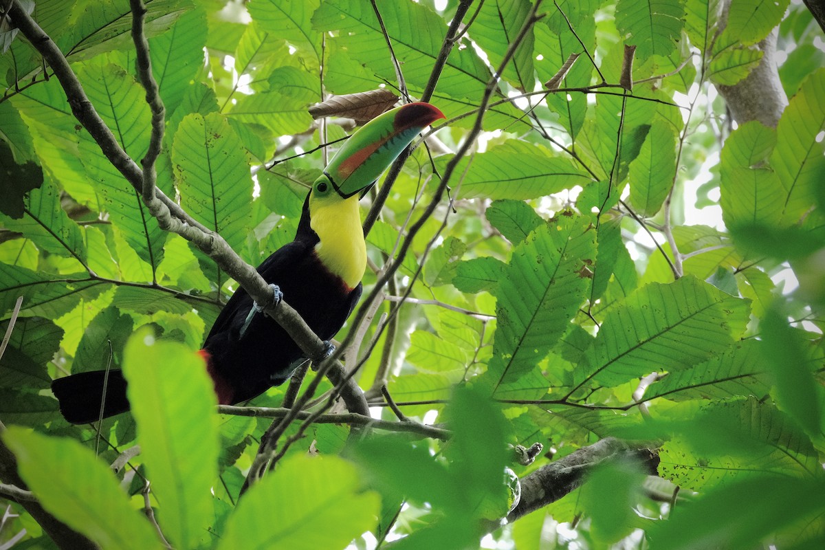 Keel-billed Toucan - Susan Jackson