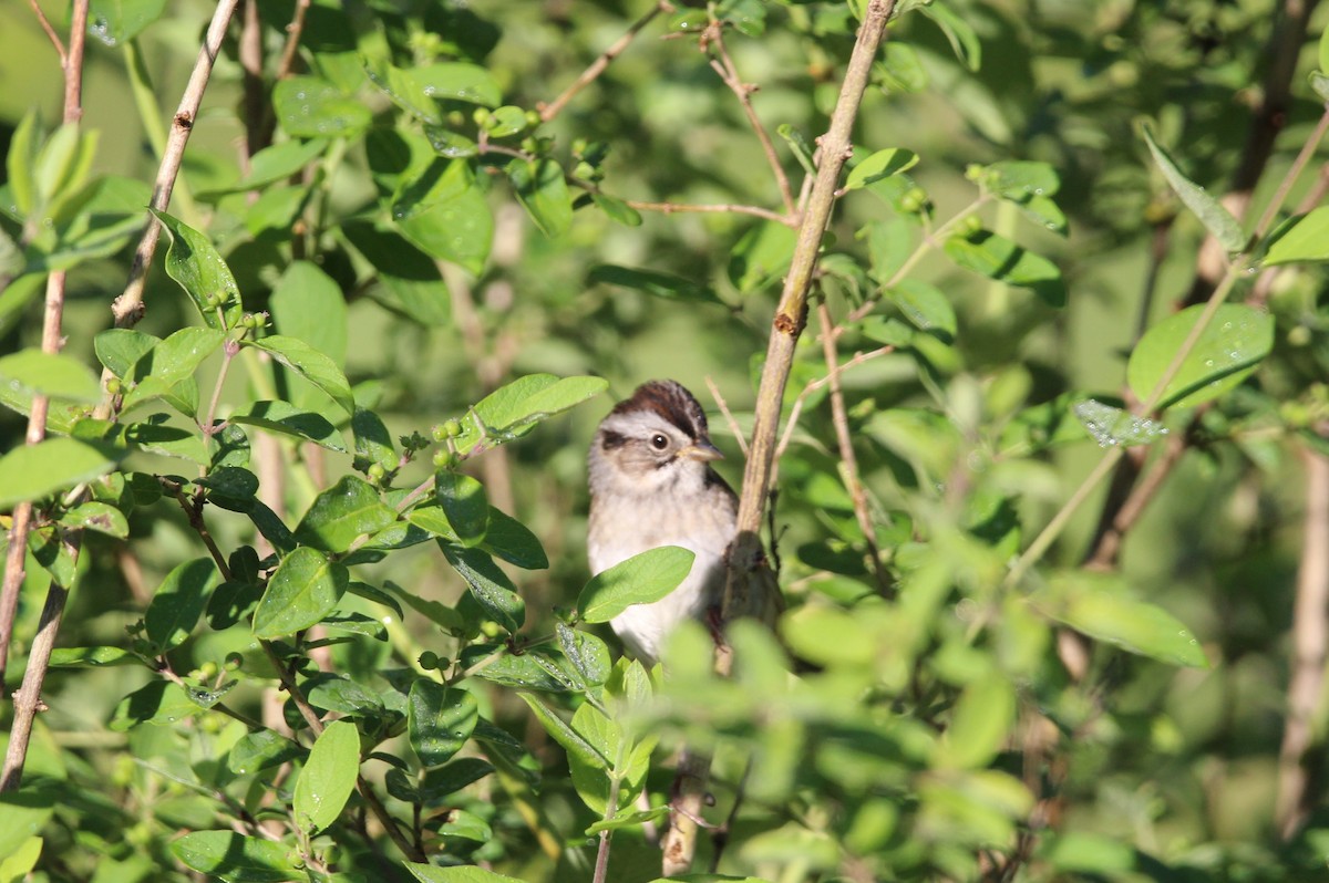 Swamp Sparrow - Jim Schneider