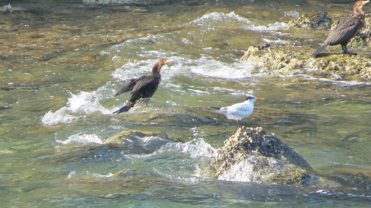 Double-crested Cormorant - Delvis Toledo