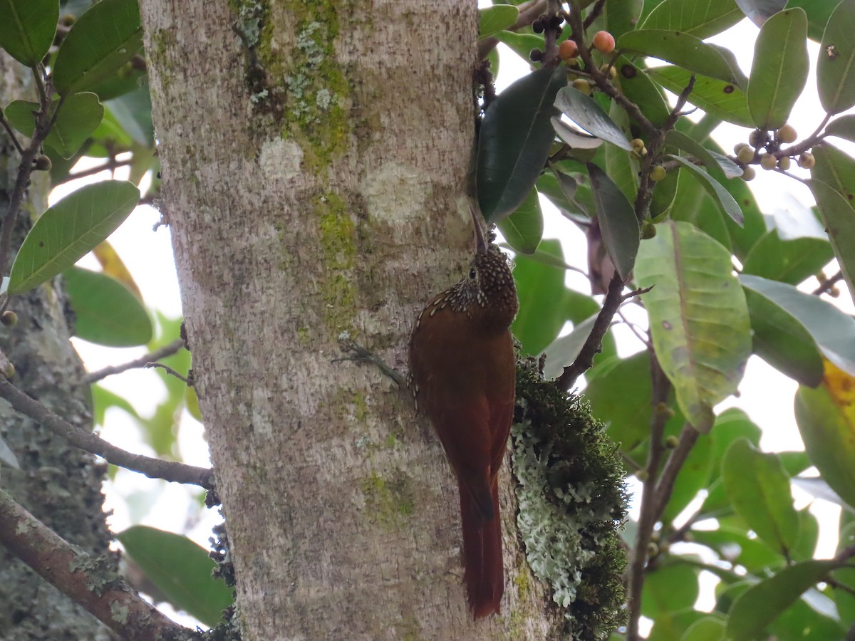 Montane Woodcreeper - Gloria  Oñate Florez