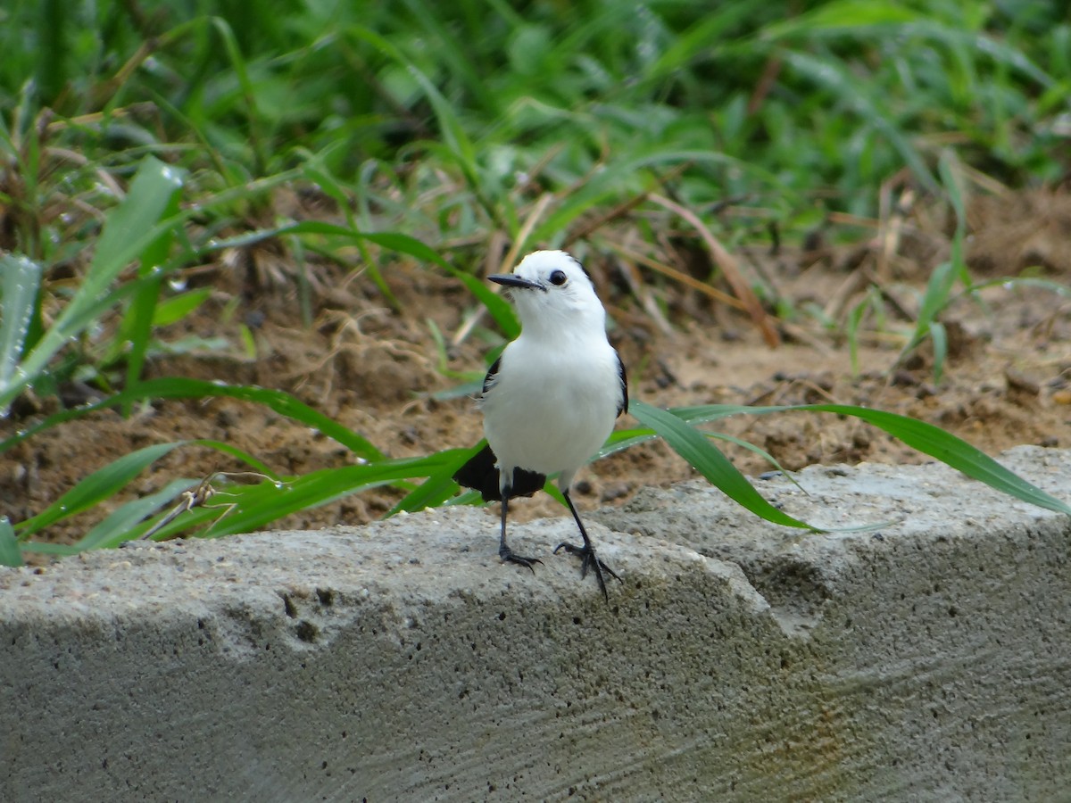 Pied Water-Tyrant - ML618847138