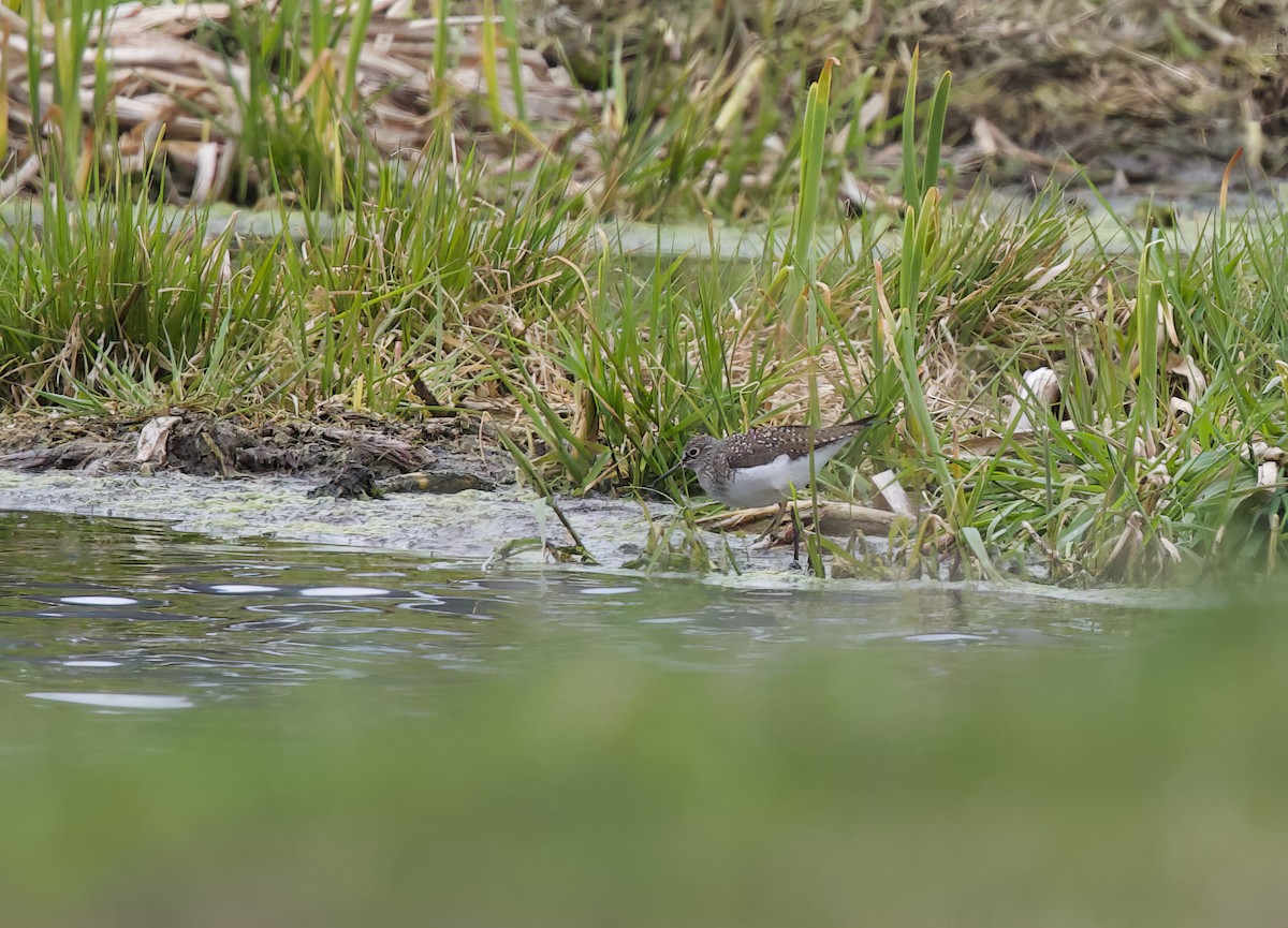 Solitary Sandpiper - Michel Proulx