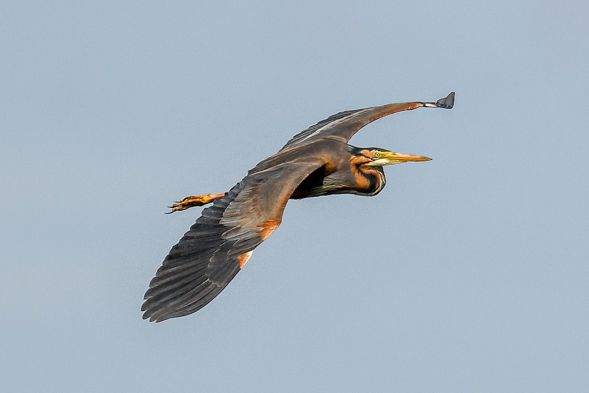 Purple Heron - ML618847160