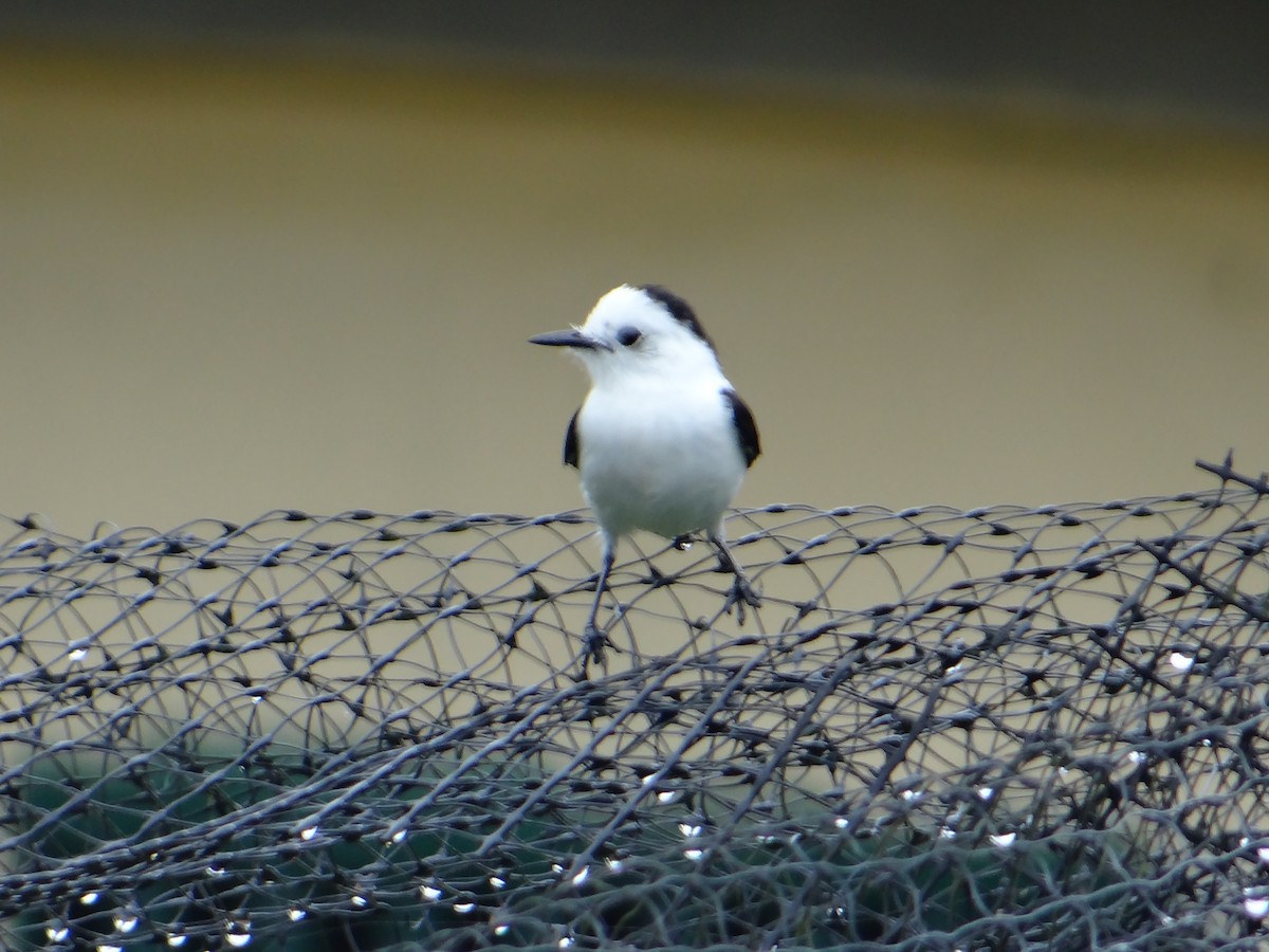 Pied Water-Tyrant - ML618847163