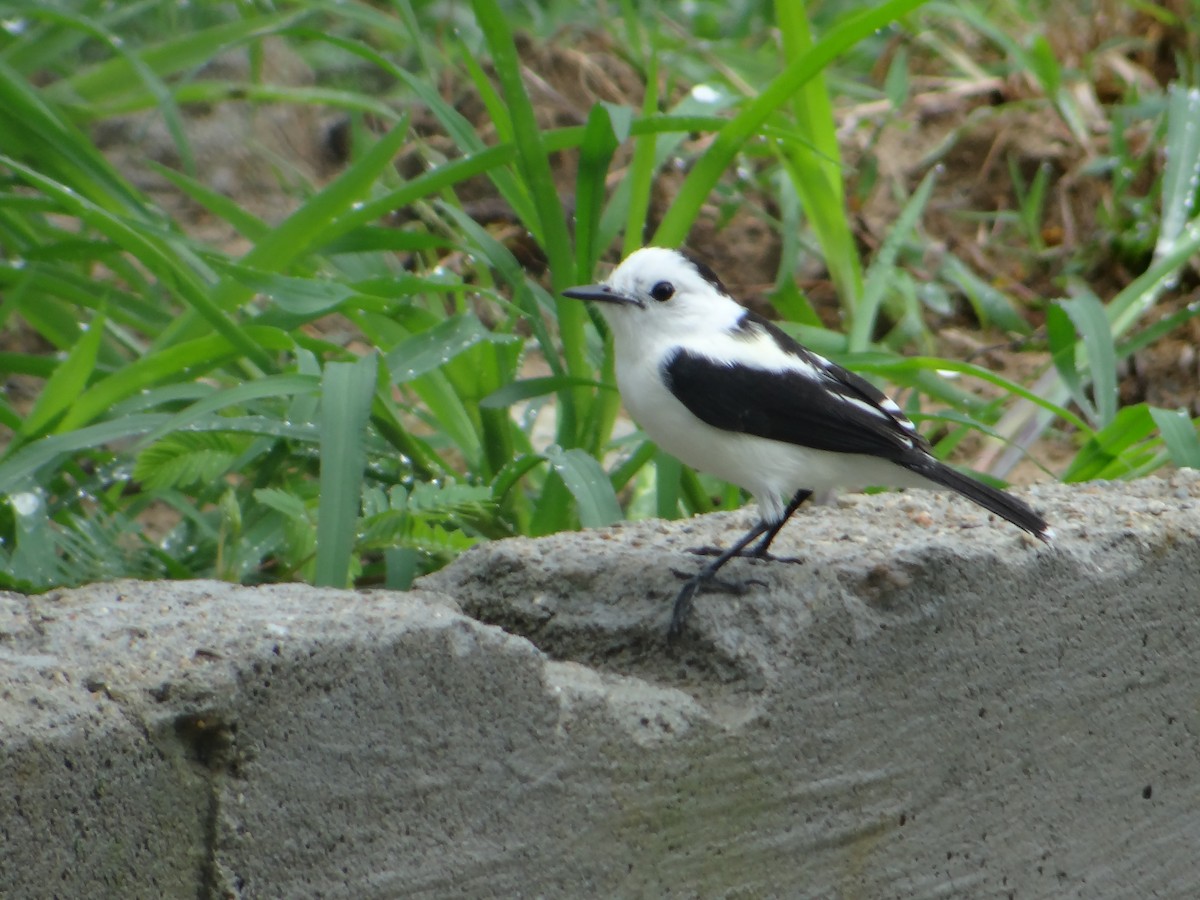 Pied Water-Tyrant - ML618847164