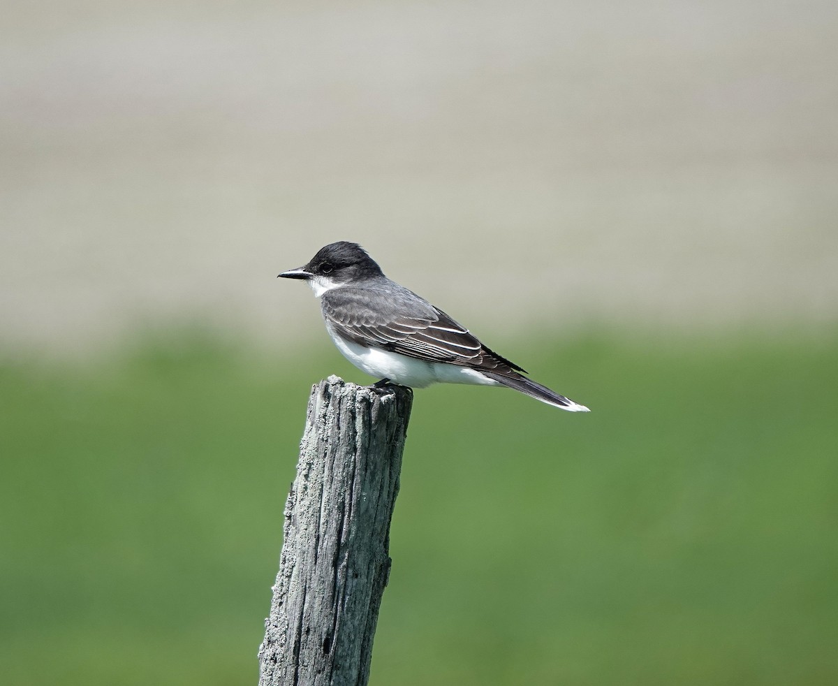 Eastern Kingbird - ML618847166