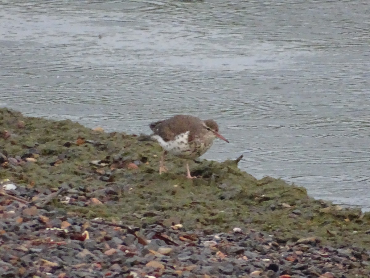 Spotted Sandpiper - ML618847169