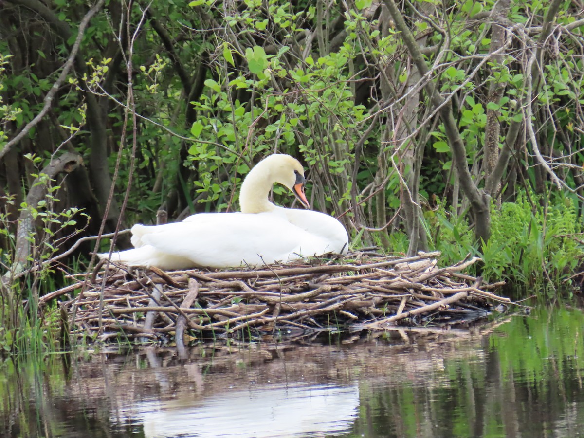 Mute Swan - Elizabeth Ferber