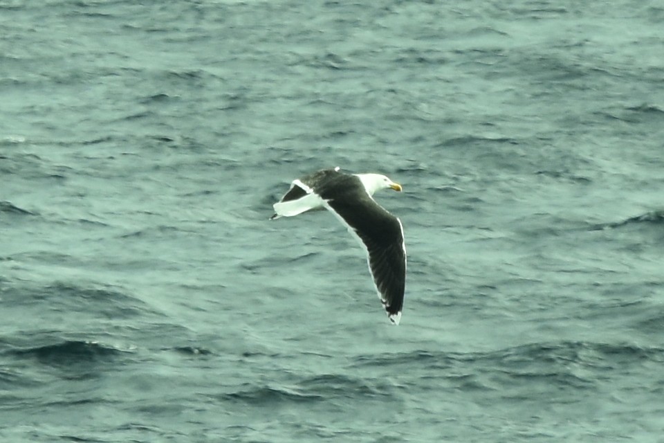 Great Black-backed Gull - ML618847180