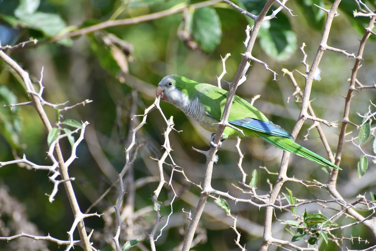 Monk Parakeet - ML618847183