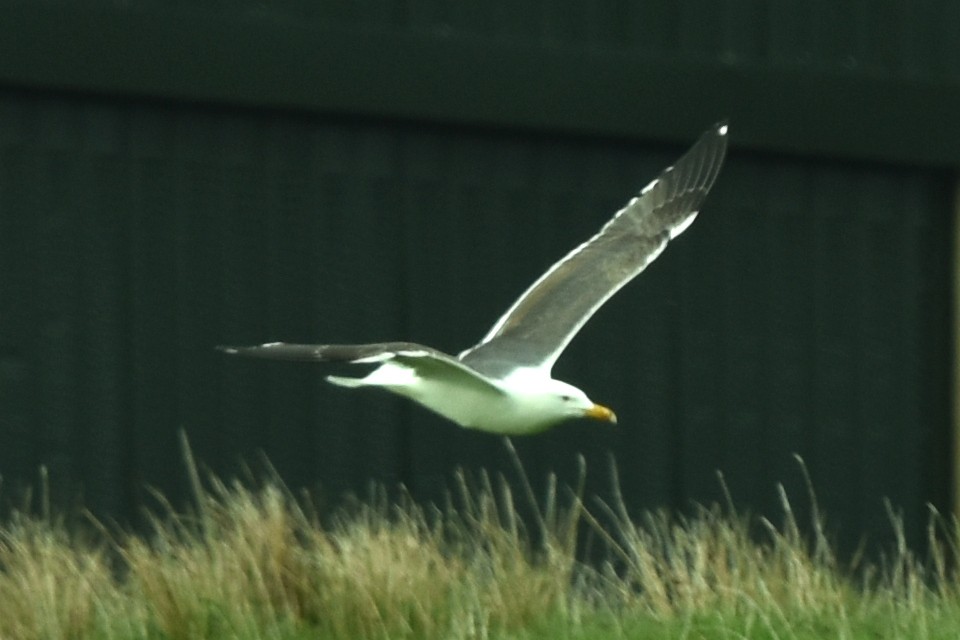 Lesser Black-backed Gull - Blair Whyte