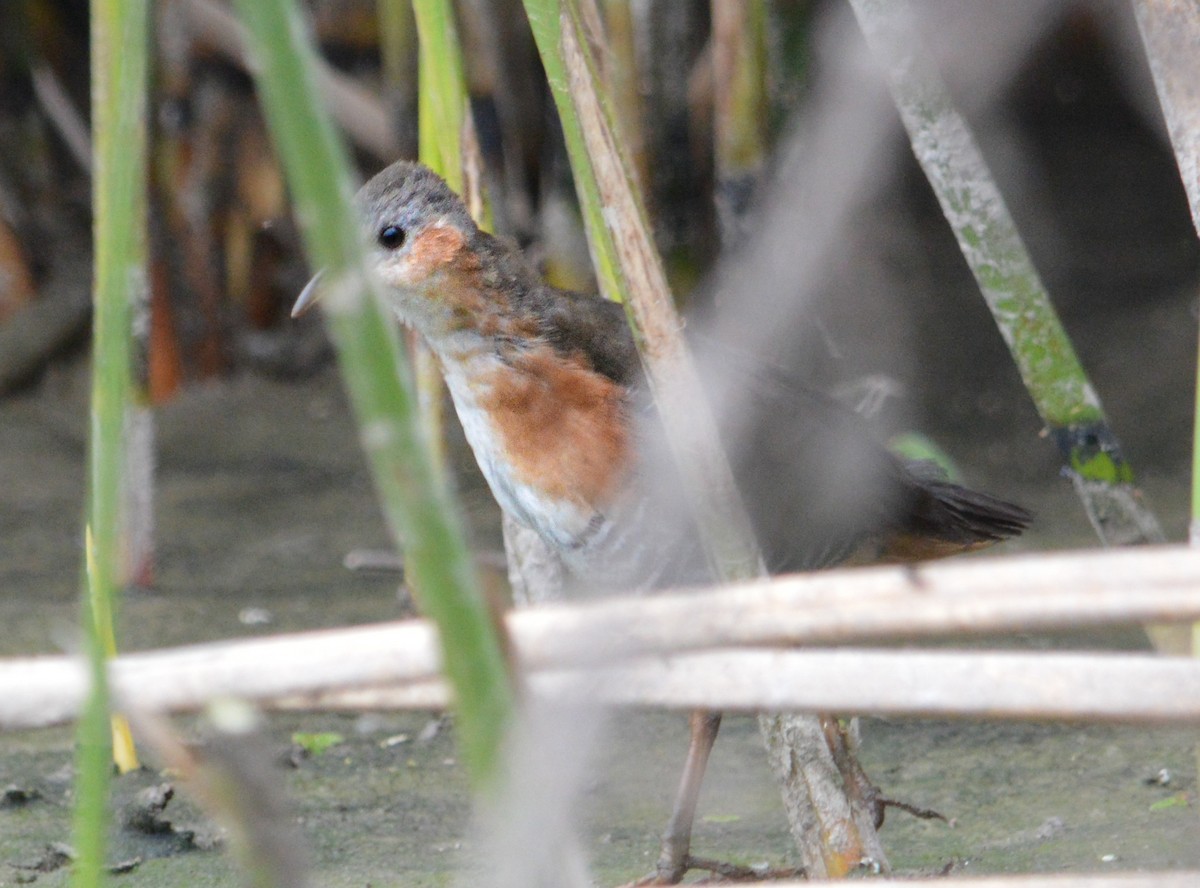 Rufous-sided Crake - Jose Navarro