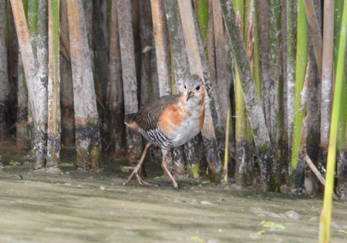 Rufous-sided Crake - Jose Navarro