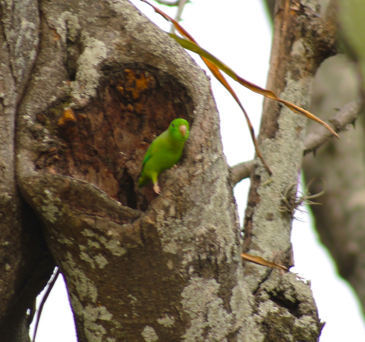 Green-rumped Parrotlet - T L P L