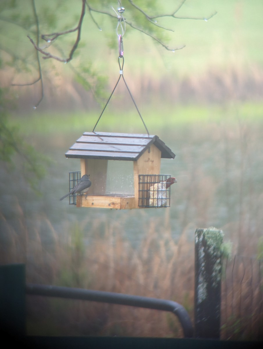 Tufted Titmouse - ML618847225