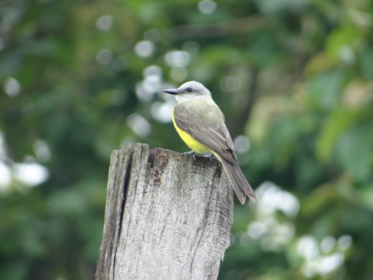 Tropical Kingbird - ML618847229