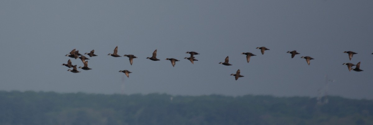 Black Scoter - Anonymous