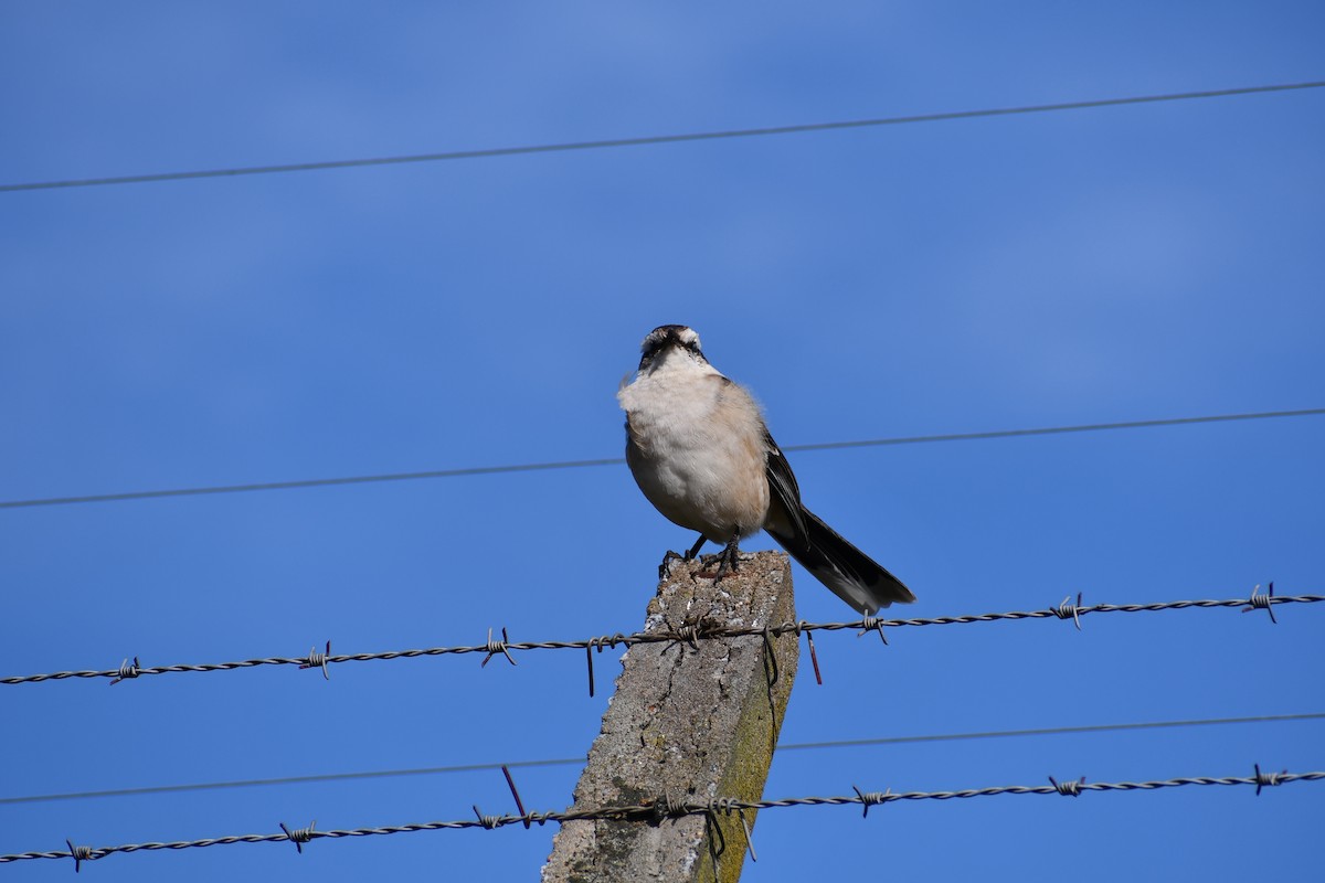 Chalk-browed Mockingbird - ML618847237