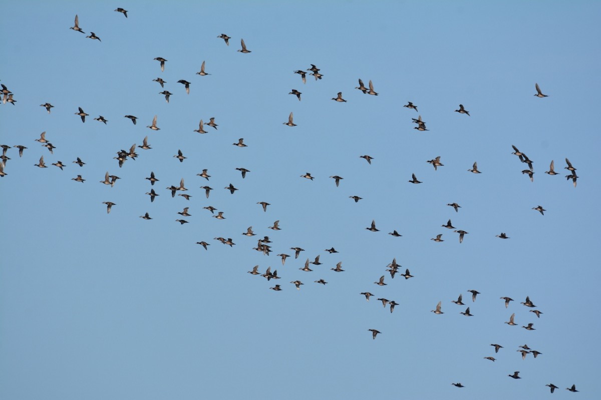 Black Scoter - Anonymous