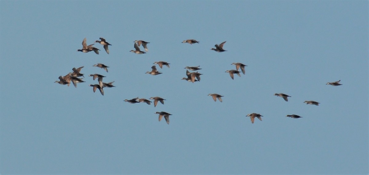 Black Scoter - Anonymous