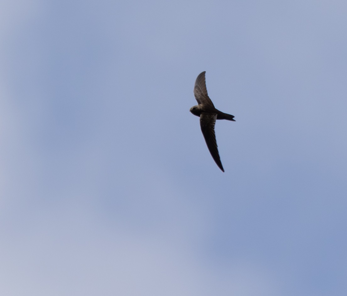 Black Swift - ML618847249