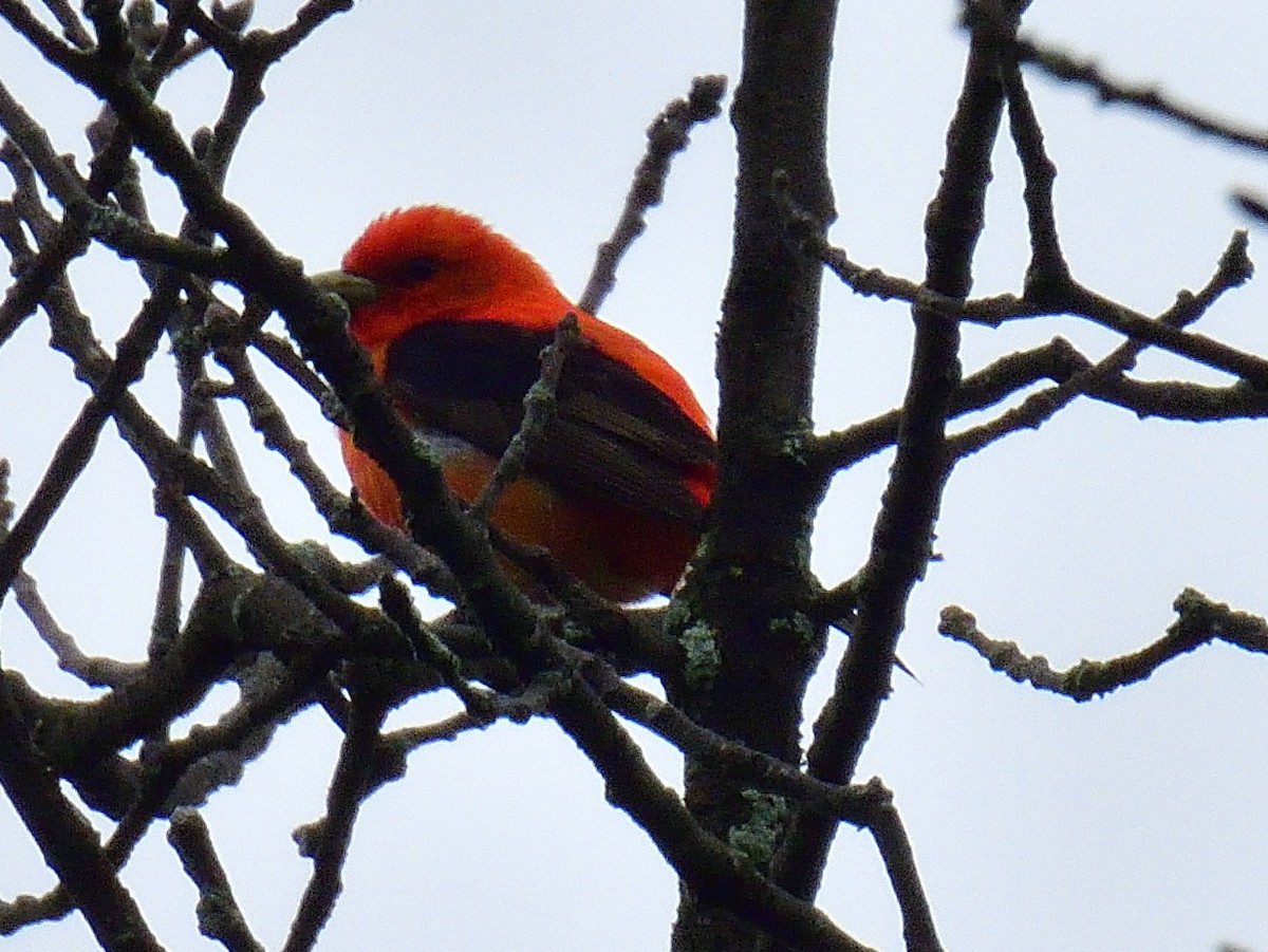 Scarlet Tanager - Anonymous