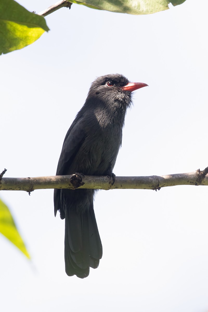 Black-fronted Nunbird - Jhonathan Miranda - Wandering Venezuela Birding Expeditions