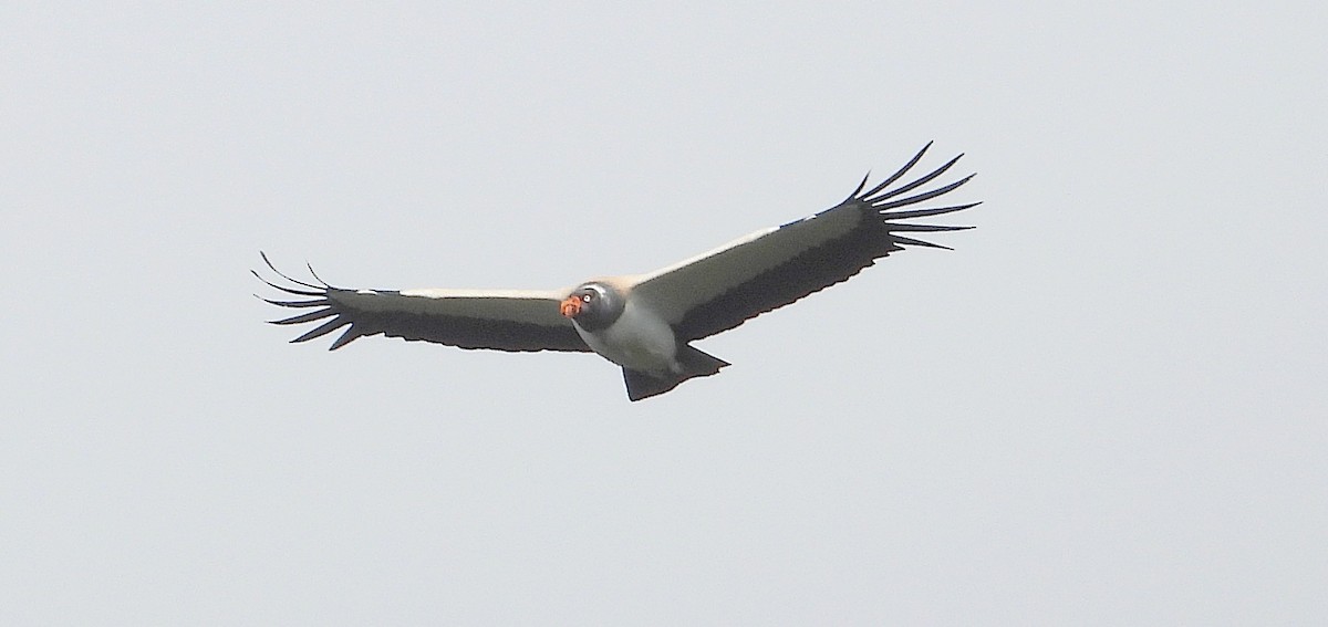 King Vulture - Miguel Angelo Biz