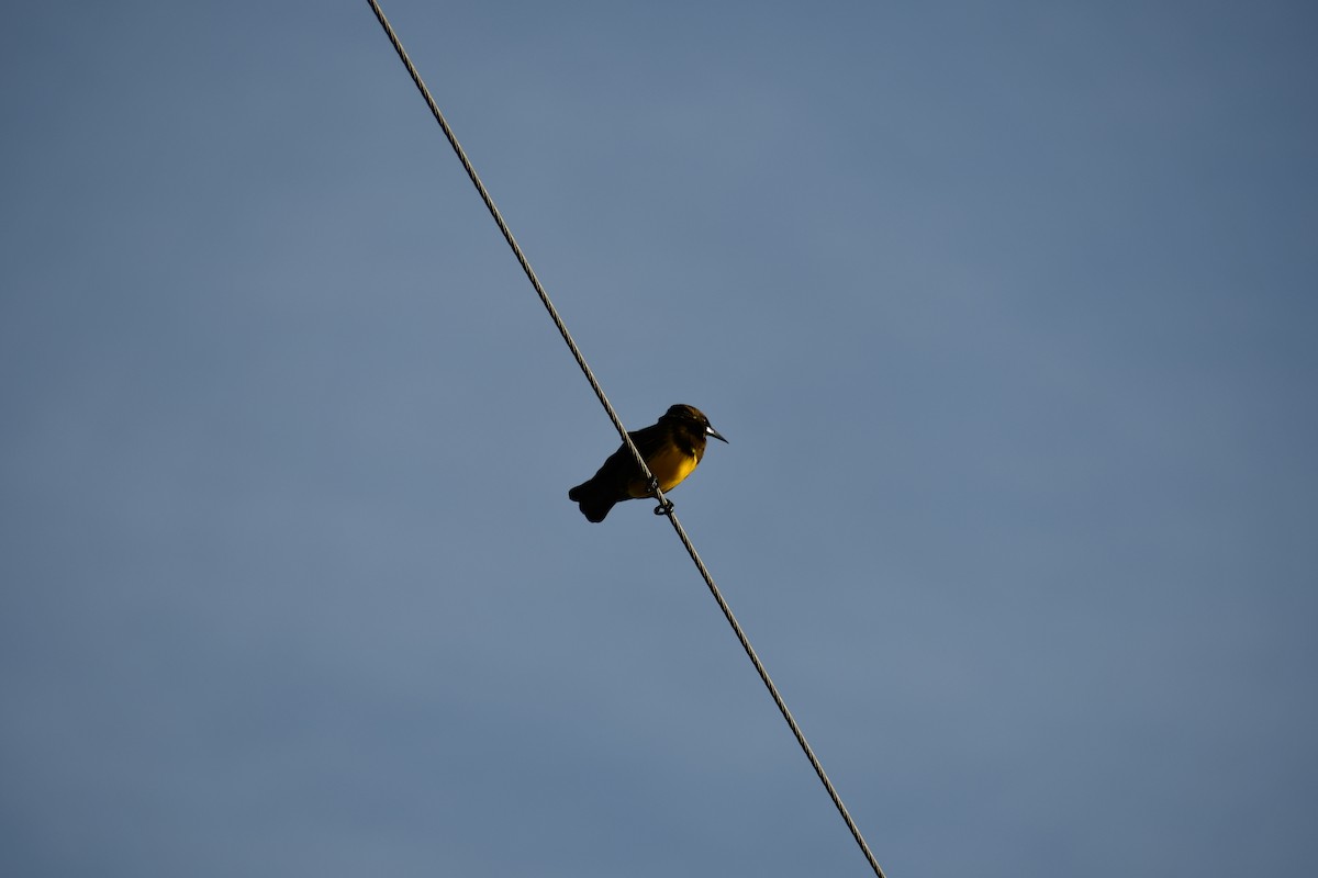 Brown-and-yellow Marshbird - Valeria Quevedo