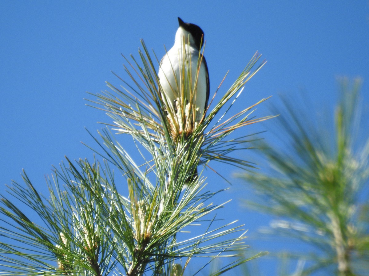 Eastern Kingbird - ML618847306