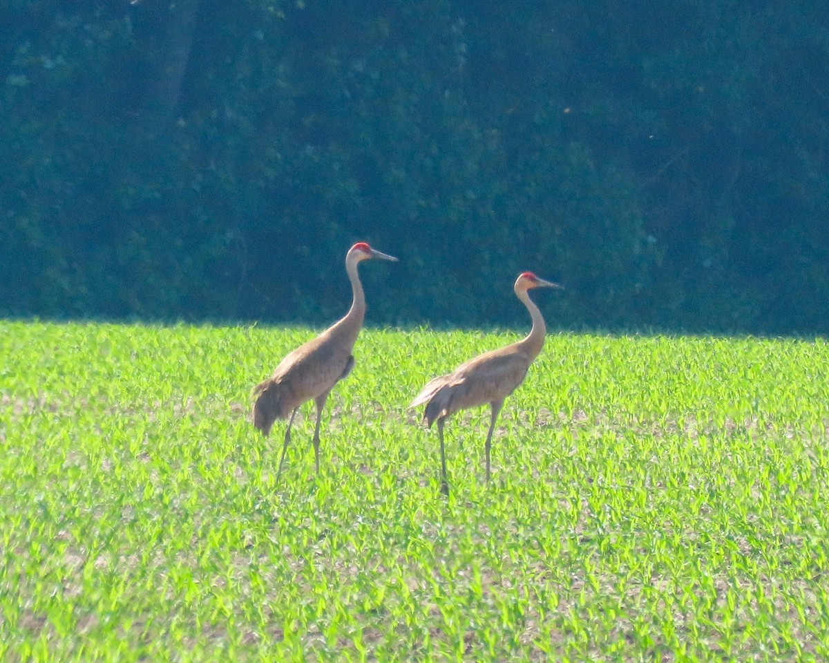 Sandhill Crane - Sam Cooper