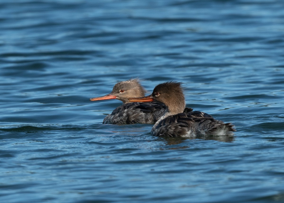 Red-breasted Merganser - Bob Schmidt