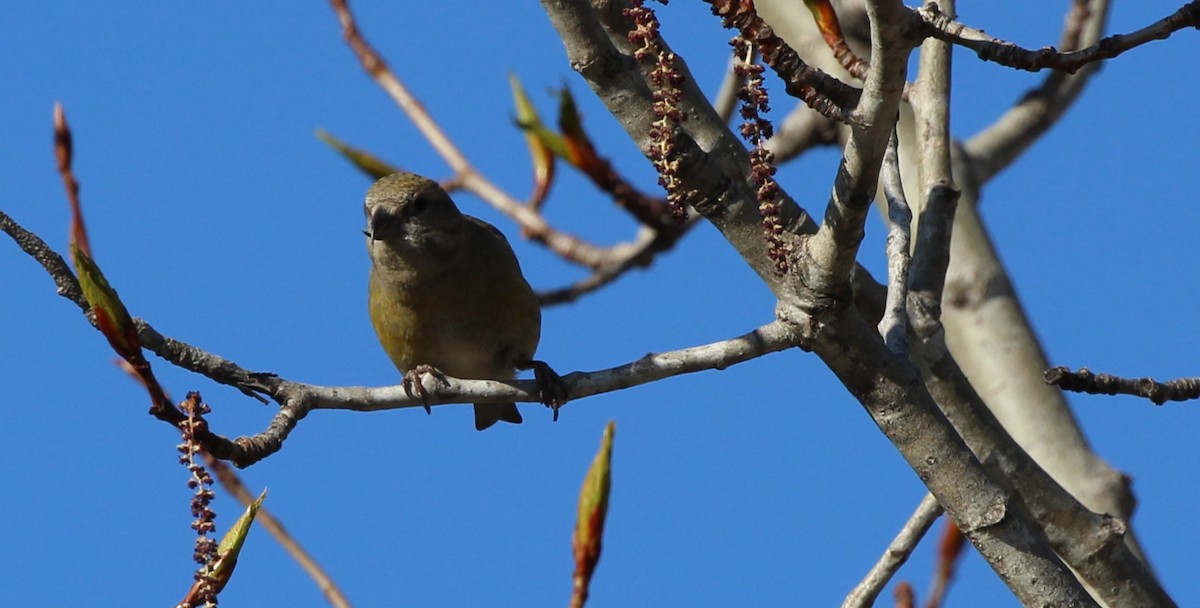 Red Crossbill - Ted Hawksley