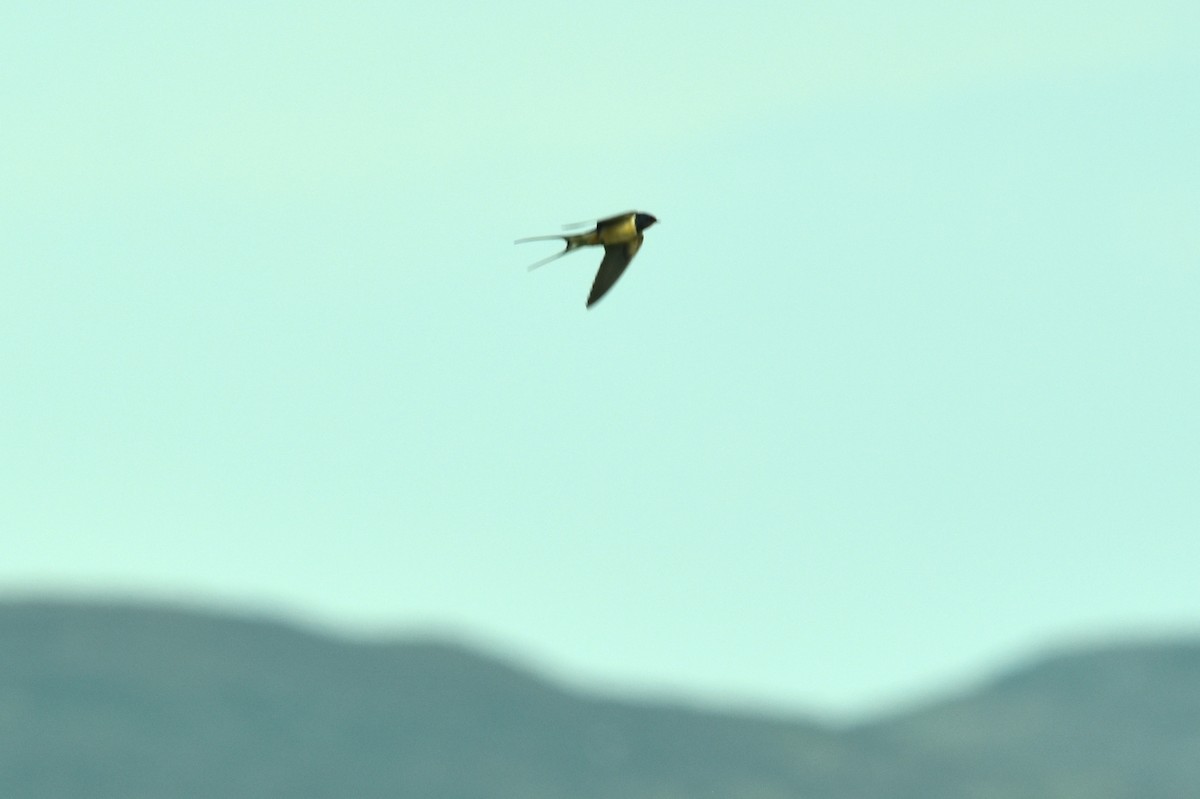 Barn Swallow - ML618847317