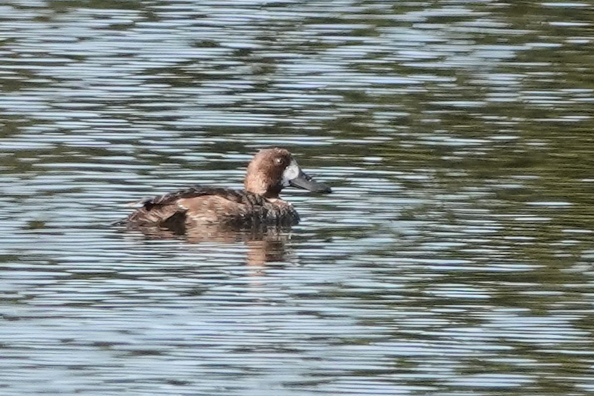 Lesser Scaup - Celeste Echlin