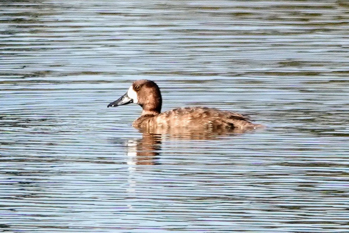 Lesser Scaup - Celeste Echlin