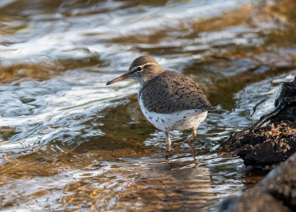 Spotted Sandpiper - Bob Schmidt