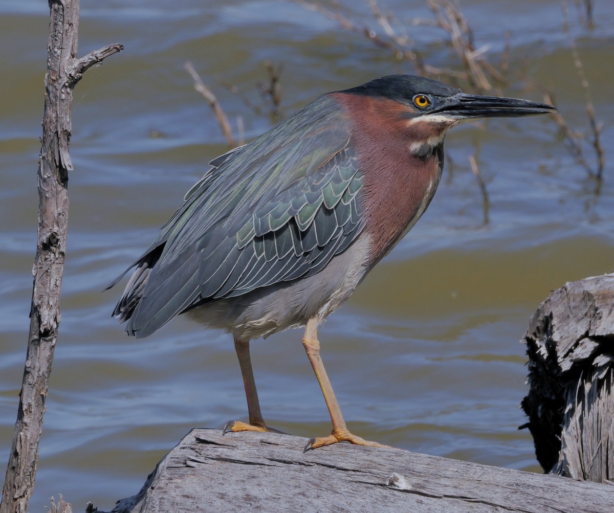 Green Heron - Chris Pierce