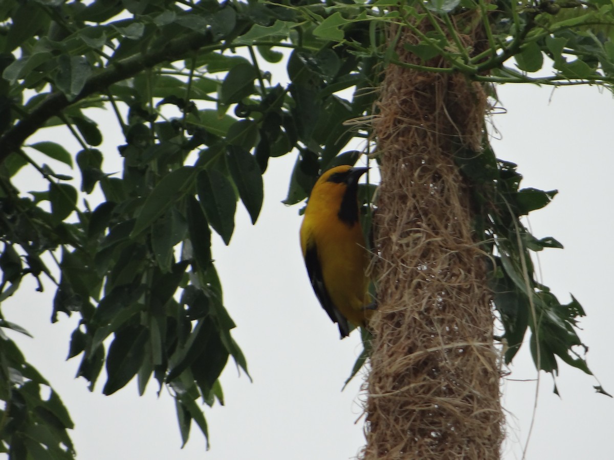 Yellow Oriole - ML618847358