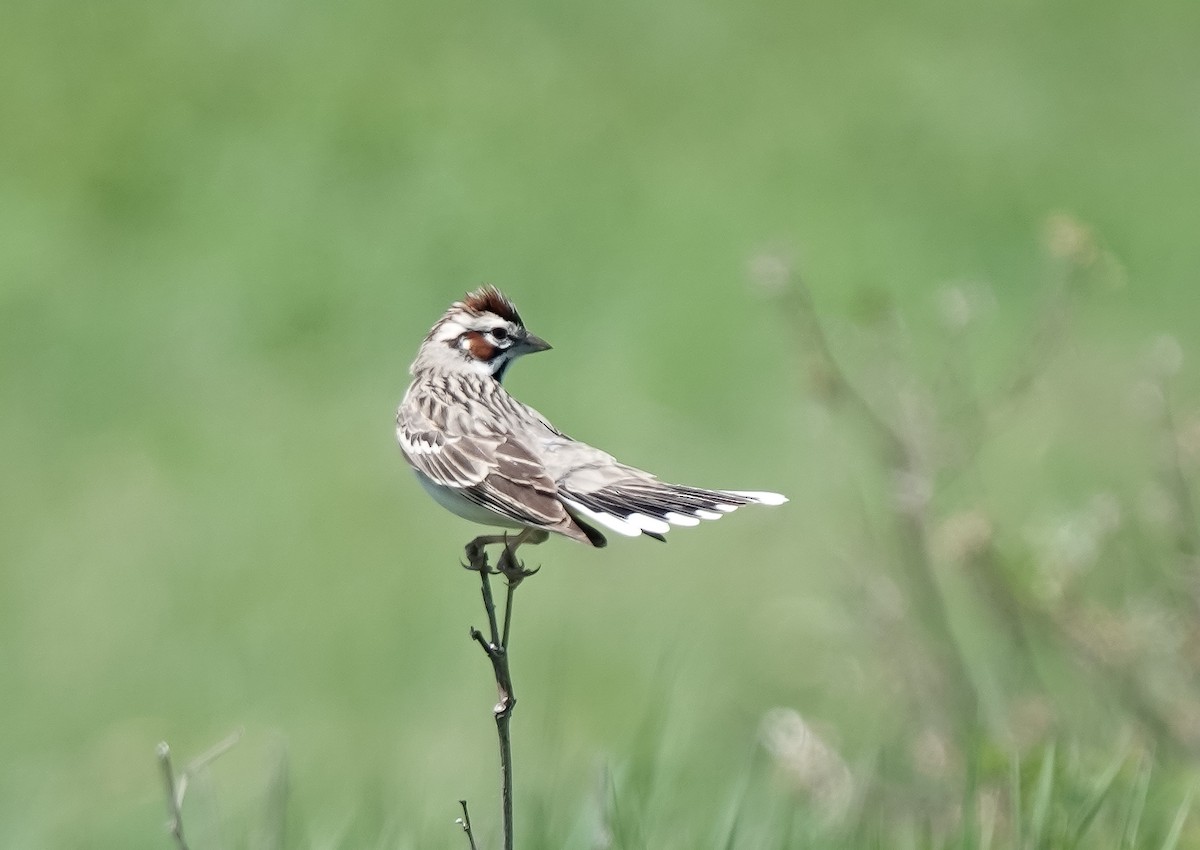 Lark Sparrow - ML618847359