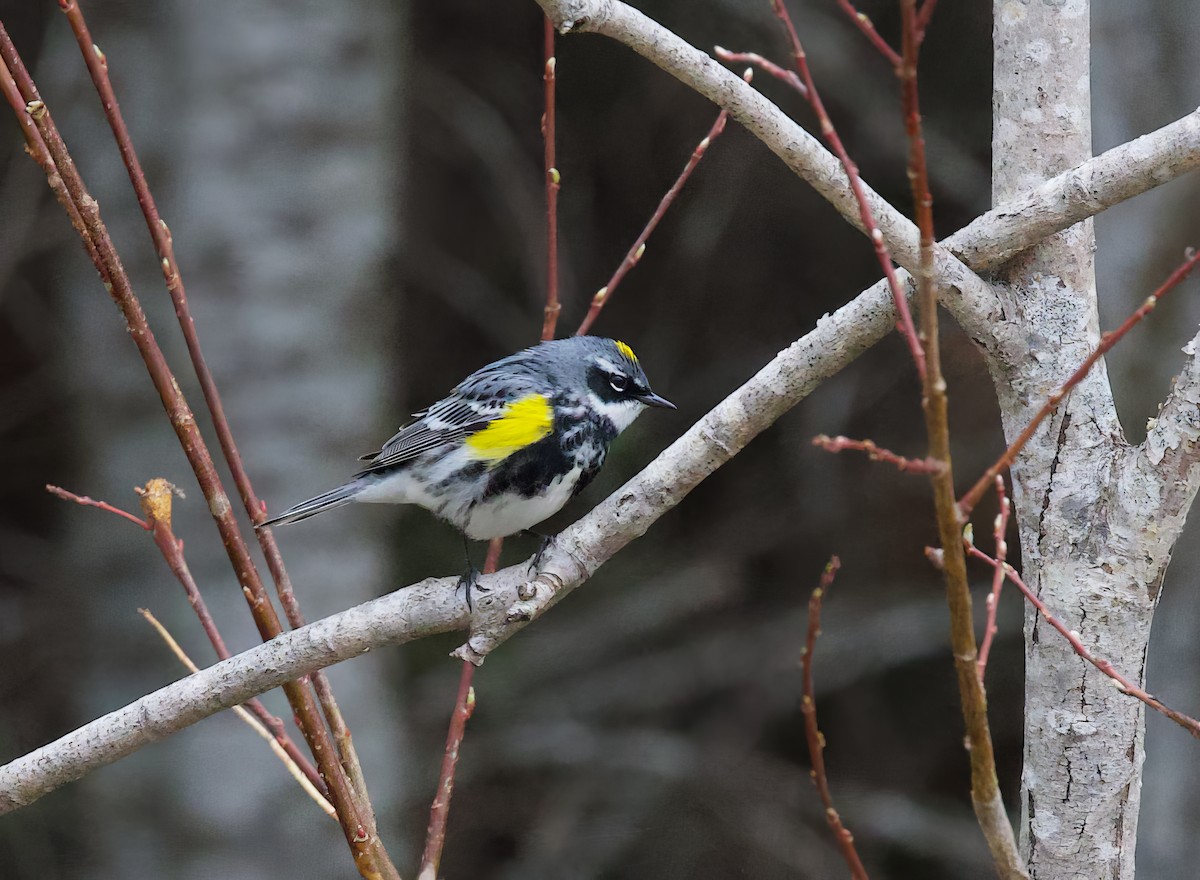 Yellow-rumped Warbler - Michel Proulx